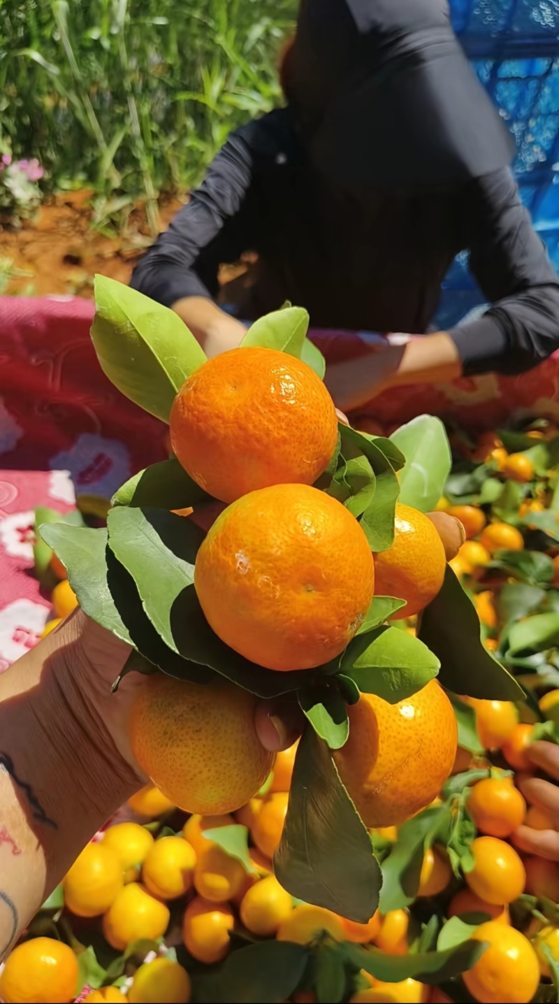 头年果