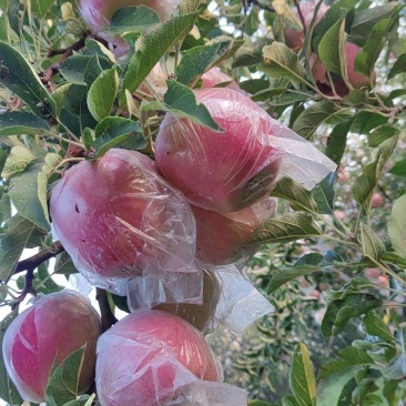中秋王苹果