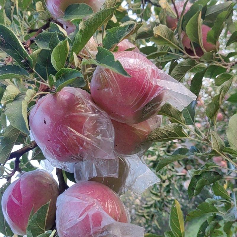 中秋王苹果