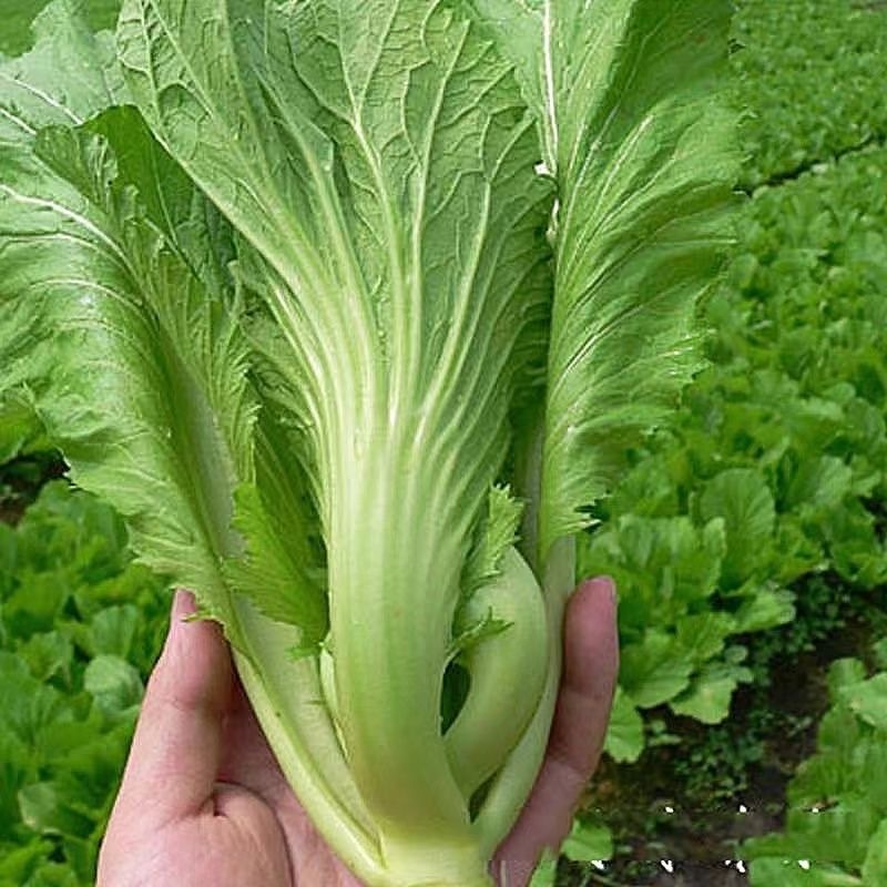 蔬菜瓜果芥菜种子大全包包芥菜种籽卷心芥菜包心芥菜青菜籽
