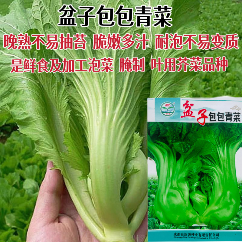 蔬菜瓜果芥菜种子大全包包芥菜种籽卷心芥菜包心芥菜青菜籽