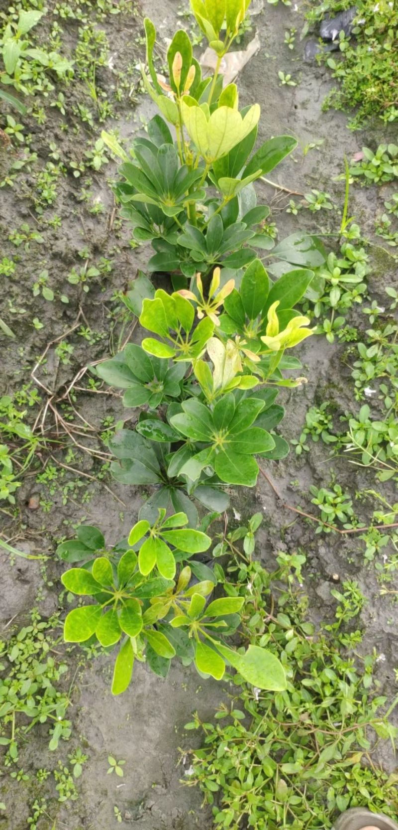 鸭脚木鹅掌柴，基地常年直销，各种规格，量大从优