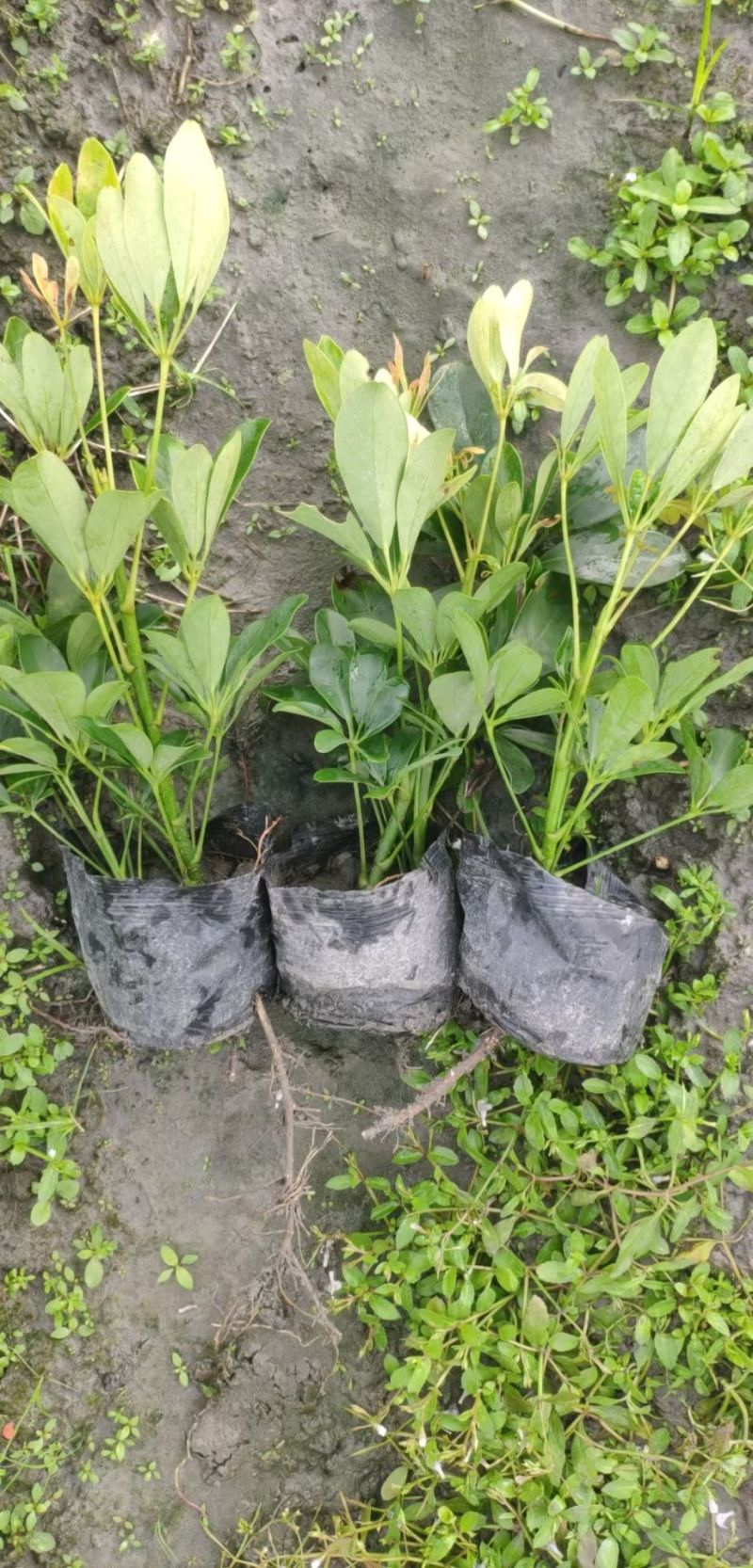 鸭脚木鹅掌柴，基地常年直销，各种规格，量大从优