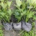 鸭脚木鹅掌柴，基地常年直销，各种规格，量大从优