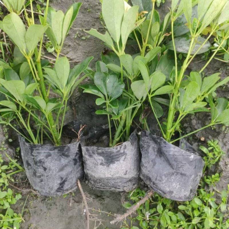 鸭脚木鹅掌柴，基地常年直销，各种规格，量大从优