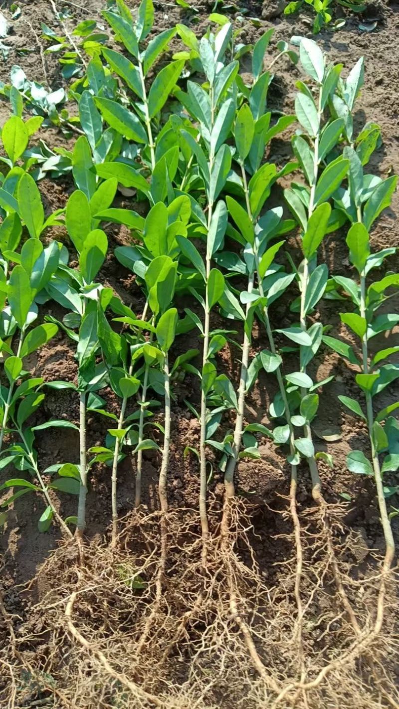 水蜡小苗