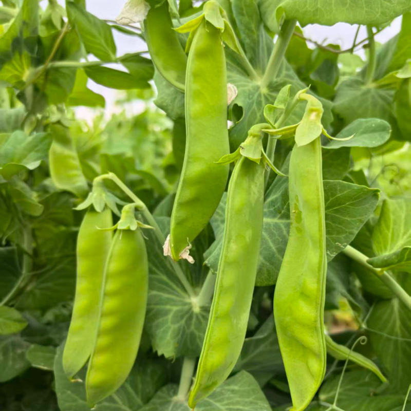 食荚菜豌豆一号豌豆种子早熟耐寒耐旱高产大田用种荷兰豆种子