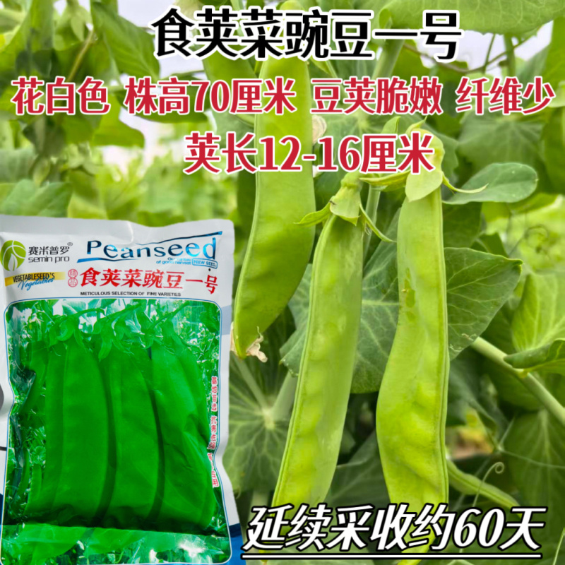 食荚菜豌豆一号豌豆种子早熟耐寒耐旱高产大田用种荷兰豆种子