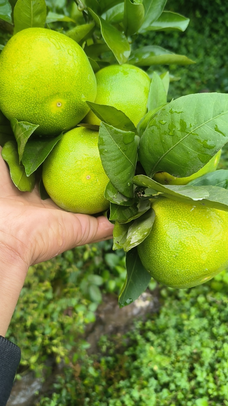 预售中，欢迎咨询，选购