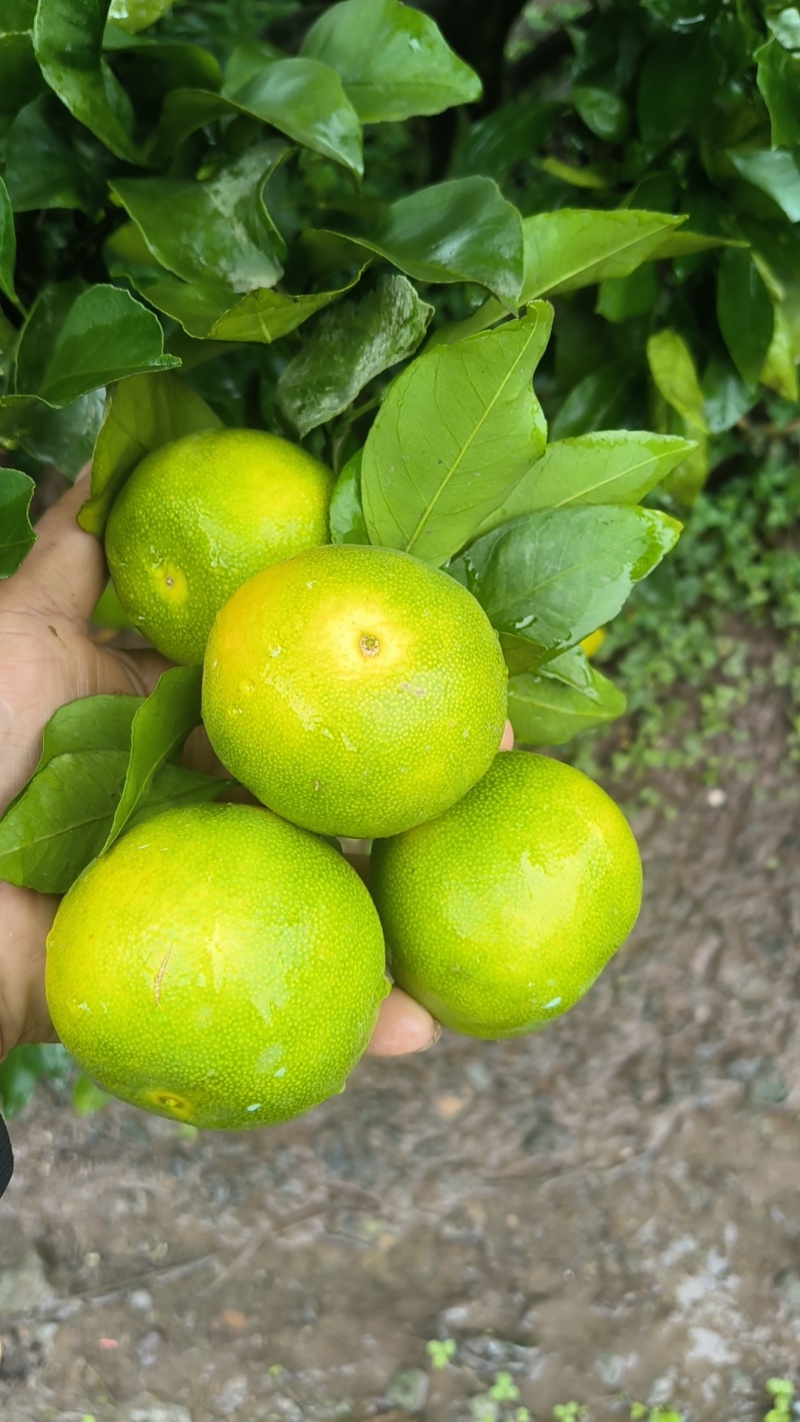 预售中，欢迎咨询，选购