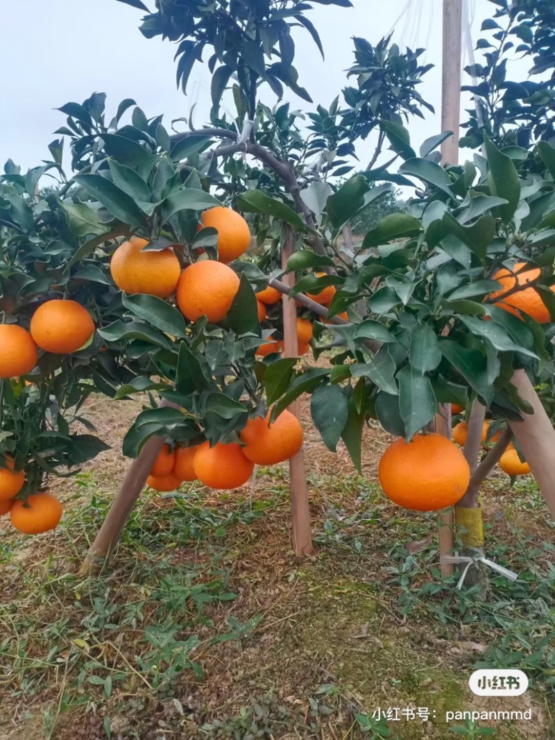 爱媛38号果冻橙基地直发