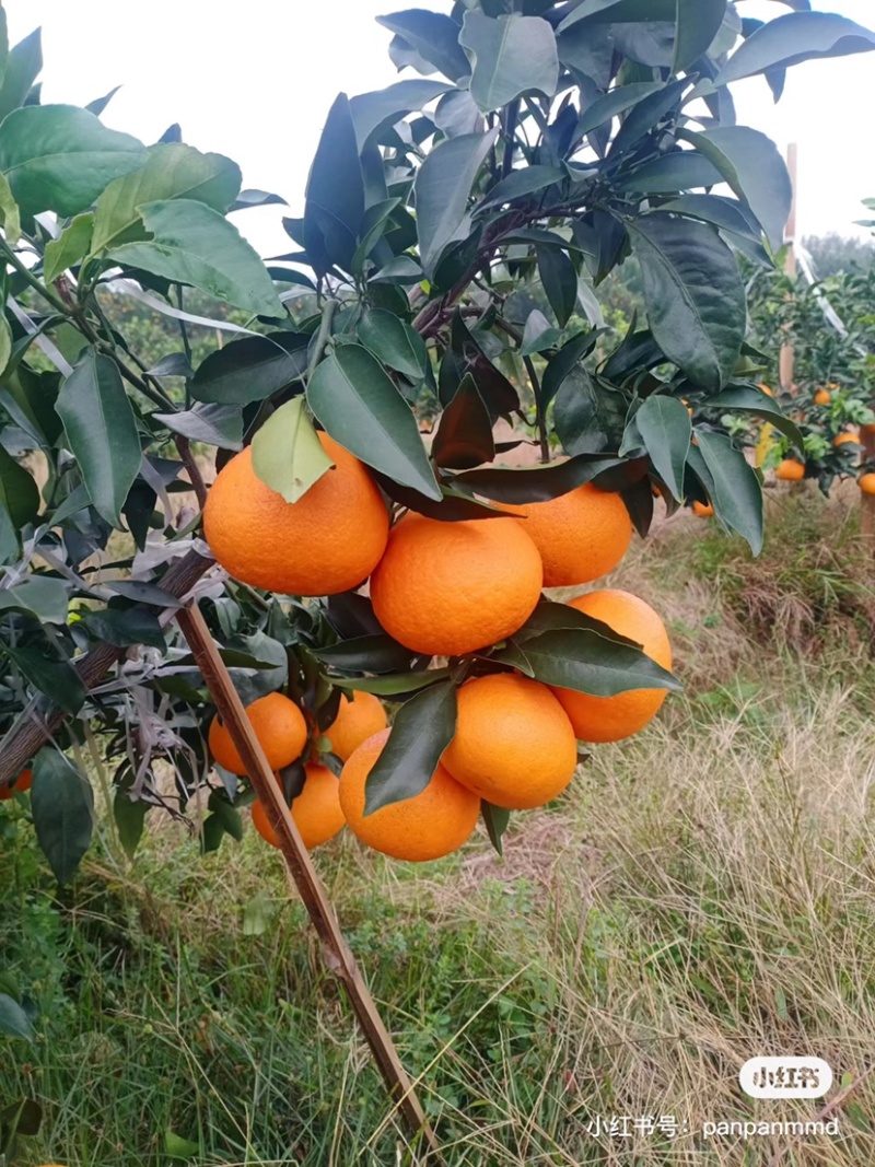 爱媛38号果冻橙基地直发
