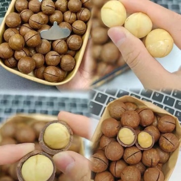夏威夷果，大量现货批发