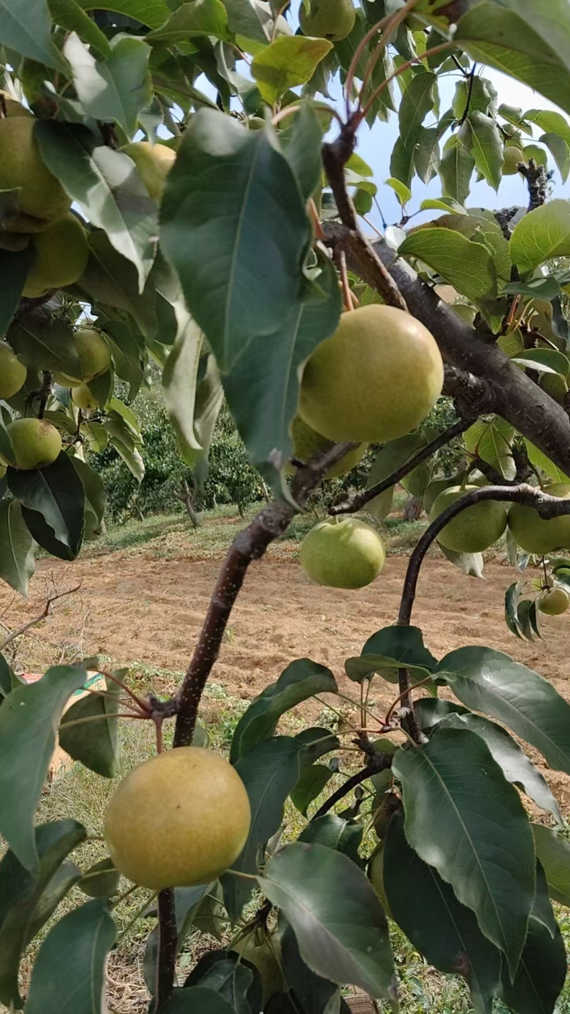 苹果梨热卖中