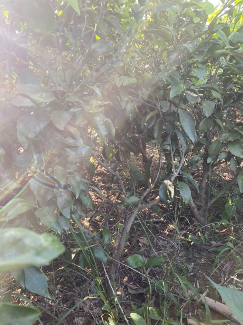 【苗圃直供】爱媛38号果冻橙成品大树苗规格齐全欢迎咨询