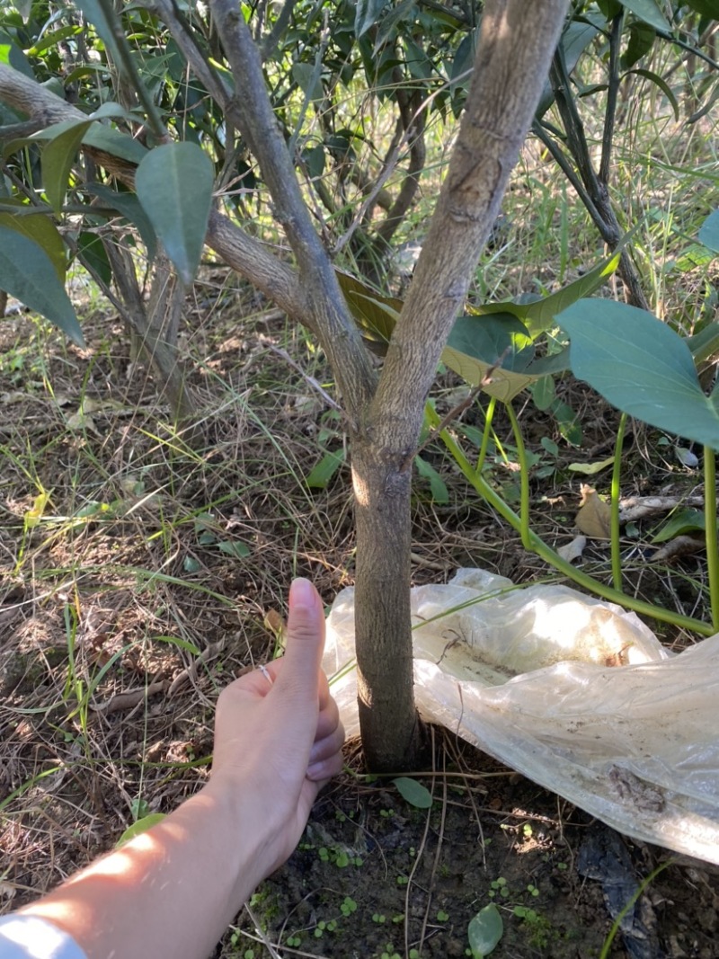 【苗圃直供】爱媛38号果冻橙成品大树苗规格齐全欢迎咨询