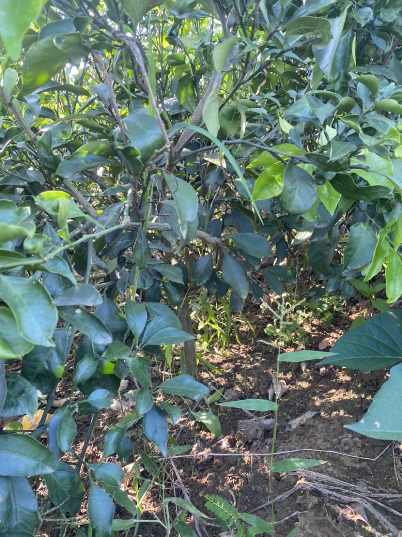 【苗圃直供】爱媛38号果冻橙成品大树苗规格齐全欢迎咨询