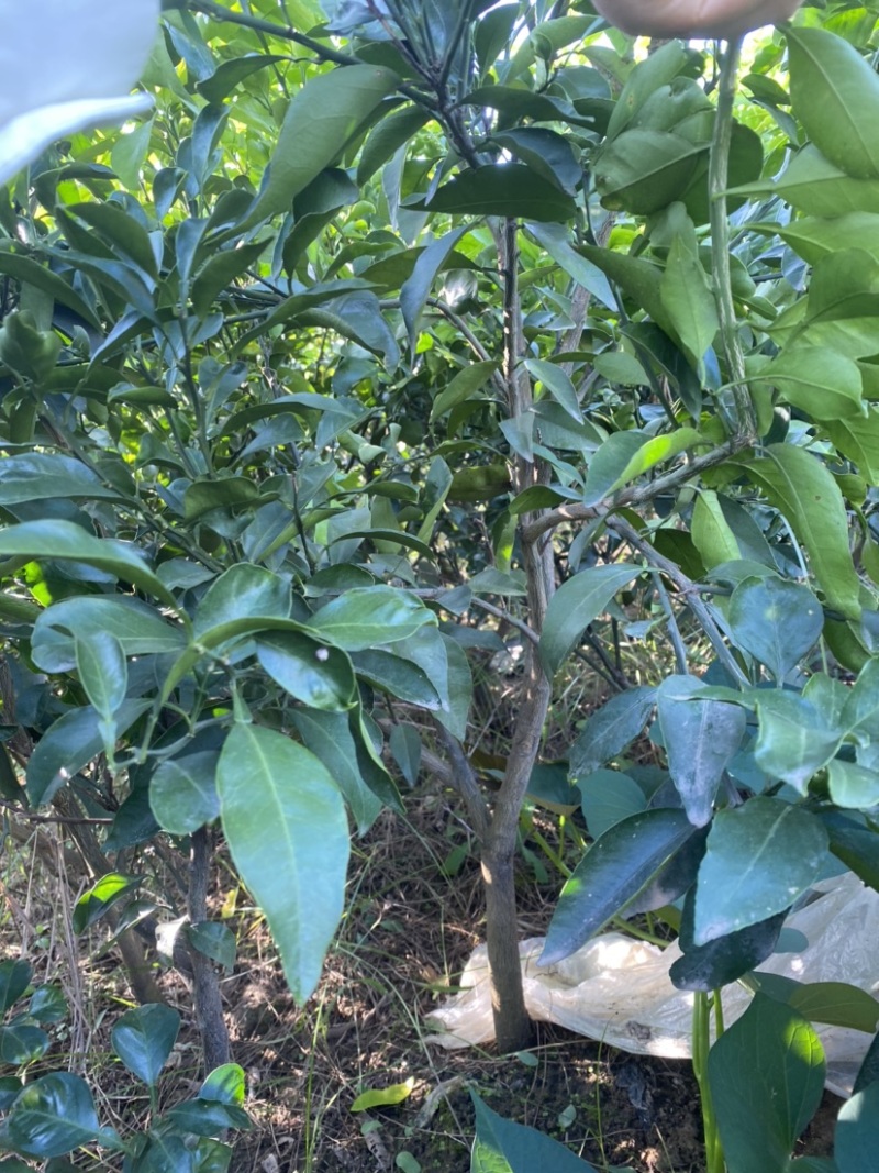 【苗圃直供】爱媛38号果冻橙成品大树苗规格齐全欢迎咨询