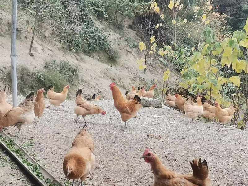 重庆活鸡土鸡
