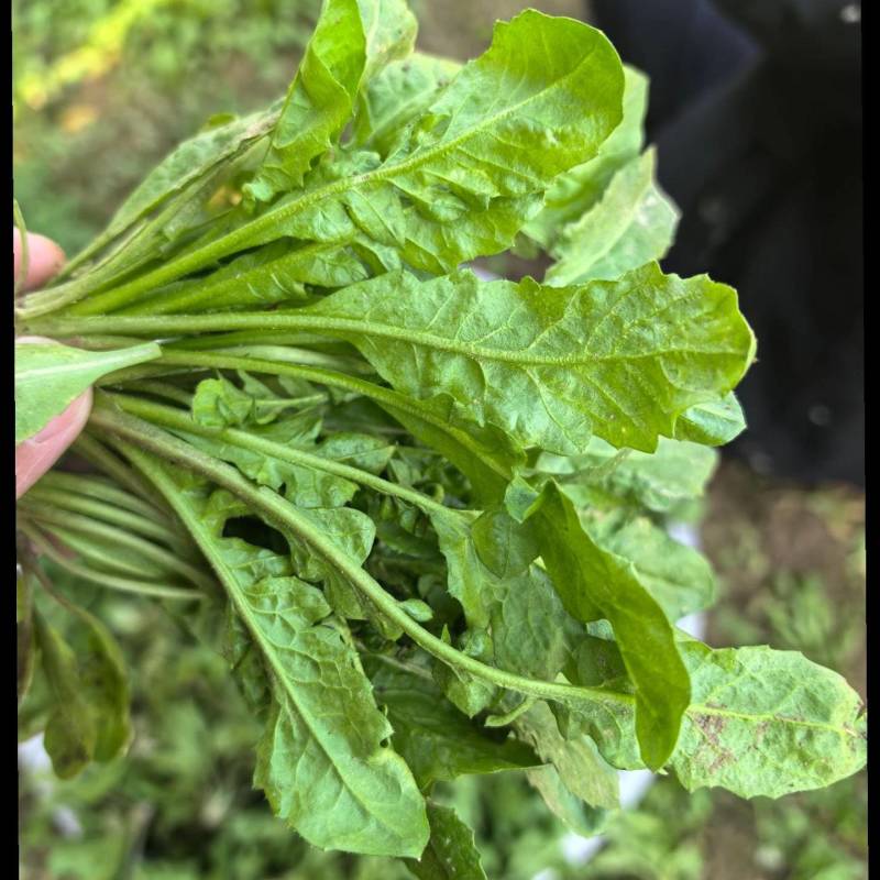 精选荠菜河南商丘产地直发按老板需求接单可对接工厂团购