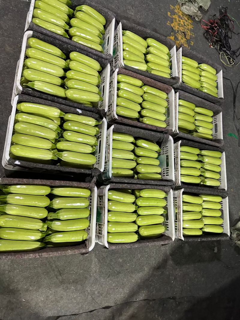 西葫芦山东精品西葫芦大量上市出口食堂商超市场全国发货
