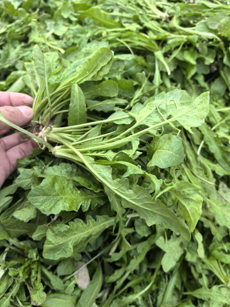 精选荠菜河南商丘产地直发按老板需求接单可对接工厂团购
