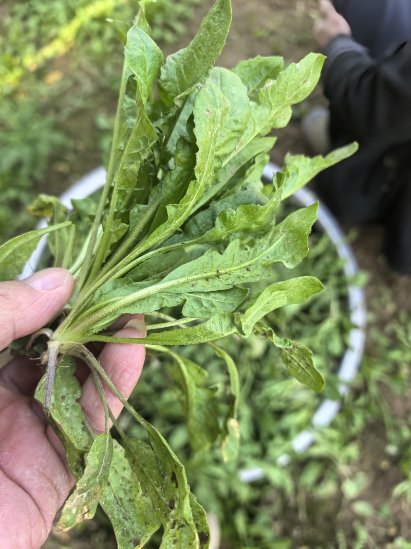 精选荠菜河南商丘产地直发按老板需求接单可对接工厂团购
