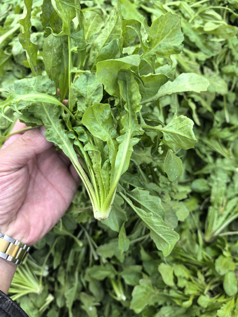 精选荠菜河南商丘产地直发按老板需求接单可对接工厂团购