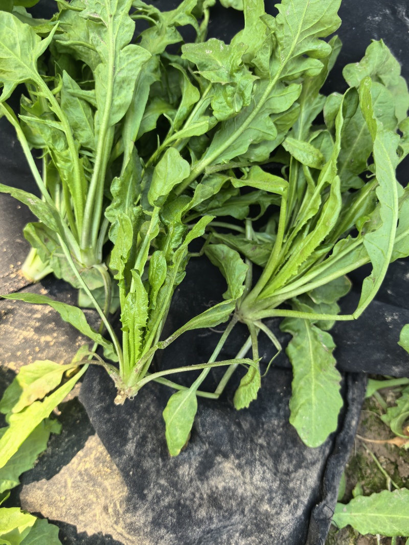 精选荠菜河南商丘产地直发按老板需求接单可对接工厂团购