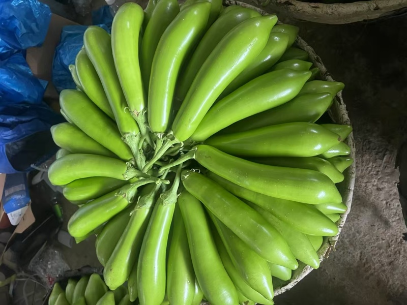 青茄