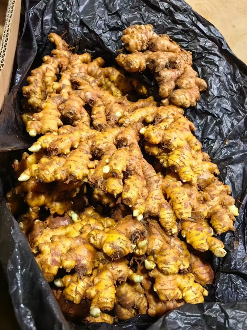 贵州生姜出售代购