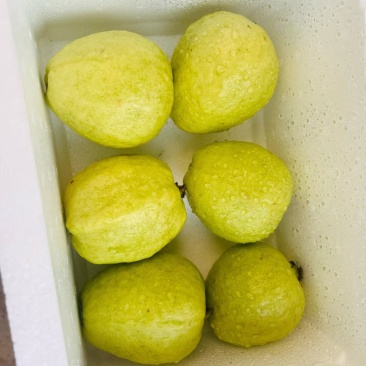 漳州白心芭乐高品质精选果