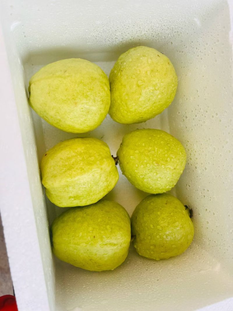 漳州白心芭乐高品质精选果