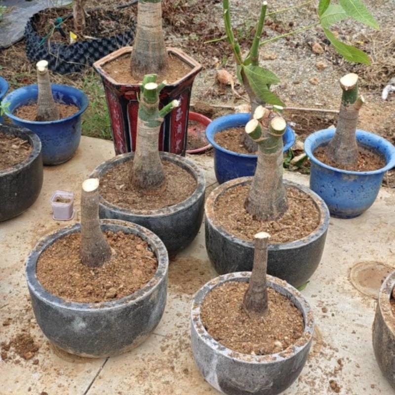 发财树3-5年