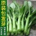 广东油青甜菜心种子四季甜菜心种子粗条青菜蔬菜春季蔬菜种子