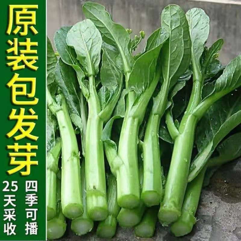 广东油青甜菜心种子四季甜菜心种子粗条青菜蔬菜春季蔬菜种子