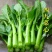 广东油青甜菜心种子四季甜菜心种子粗条青菜蔬菜春季蔬菜种子