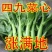 广东油青甜菜心种子四季甜菜心种子粗条青菜蔬菜春季蔬菜种子