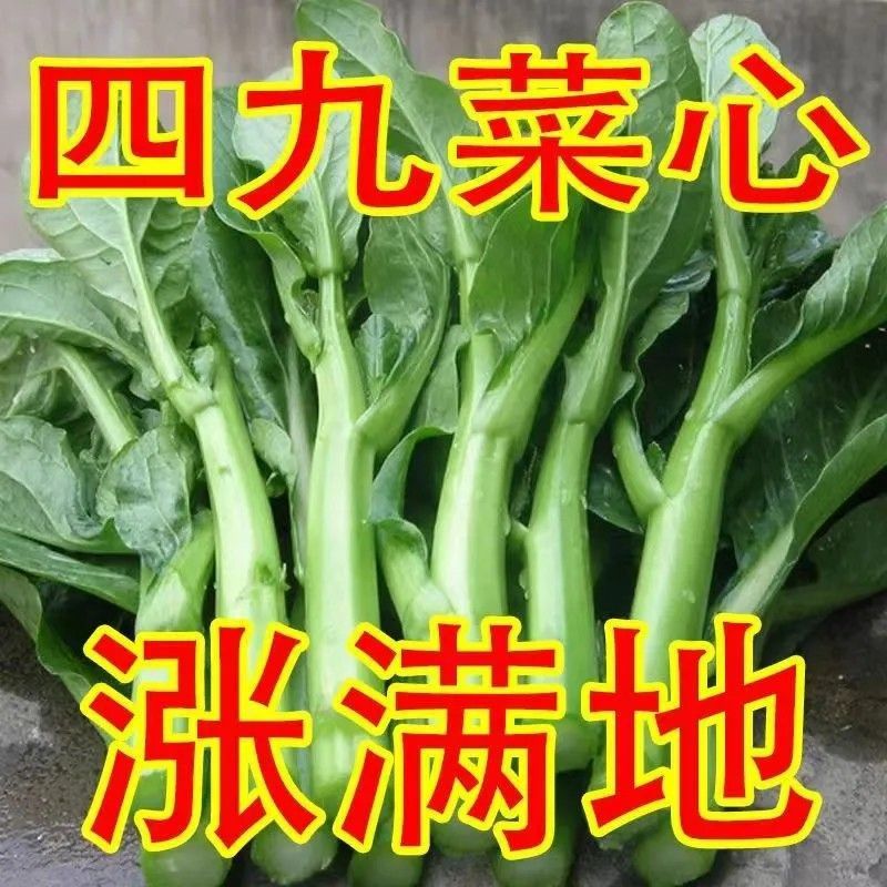 广东油青甜菜心种子四季甜菜心种子粗条青菜蔬菜春季蔬菜种子