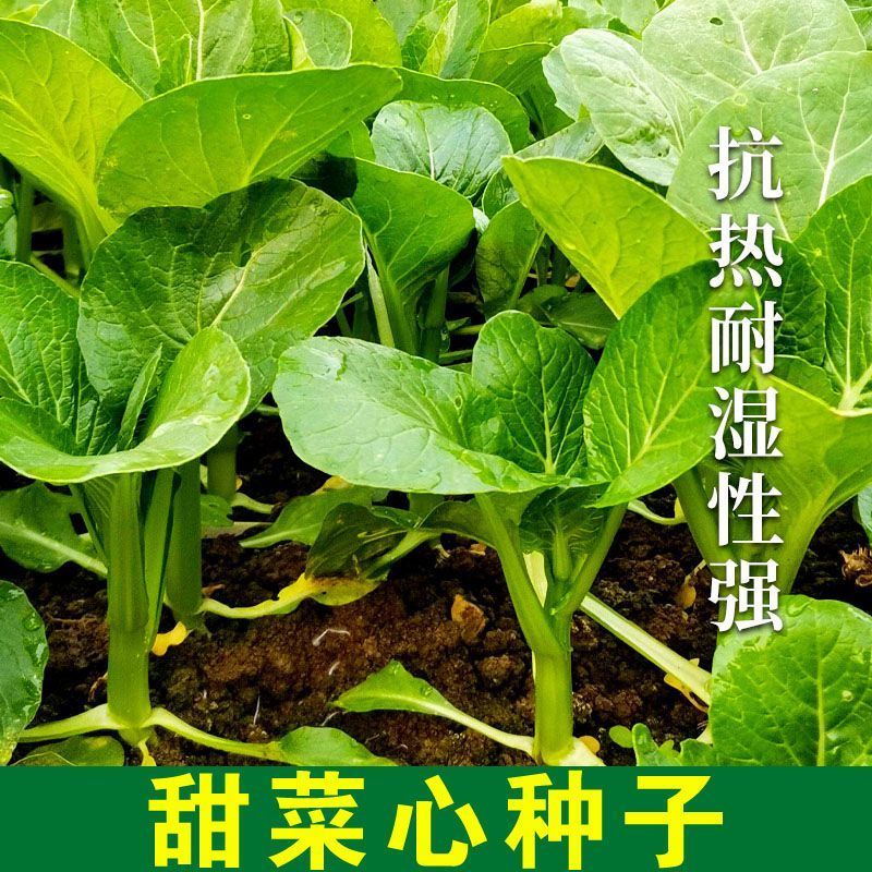 广东油青甜菜心种子四季甜菜心种子粗条青菜蔬菜春季蔬菜种子