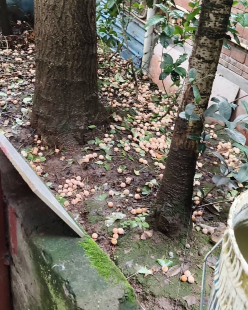 白果