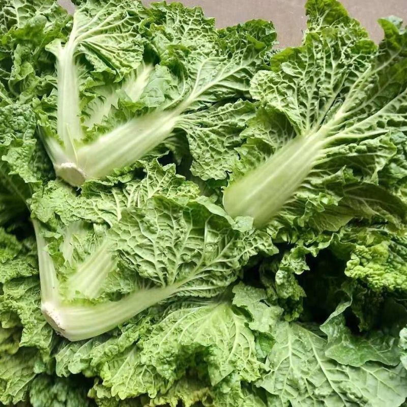麻叶火锅菜种子无筋高产抗病耐热秋季中熟麻叶大白菜蔬菜种子