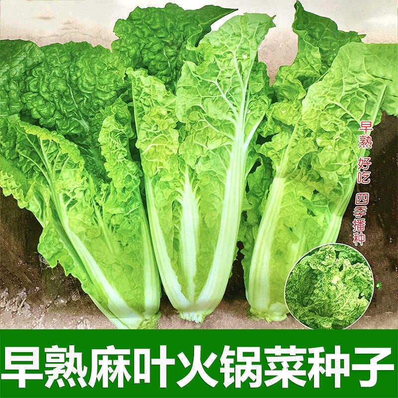 麻叶火锅菜种子无筋高产抗病耐热秋季中熟麻叶大白菜蔬菜种子