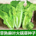 麻叶火锅菜种子无筋高产抗病耐热秋季中熟麻叶大白菜蔬菜种子