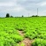 甘肃黄芪鲜货基地直发质量保证货源充足量大优惠欢迎订购