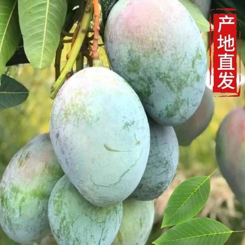 四川攀枝花凯特芒果新鲜当季孕妇水果