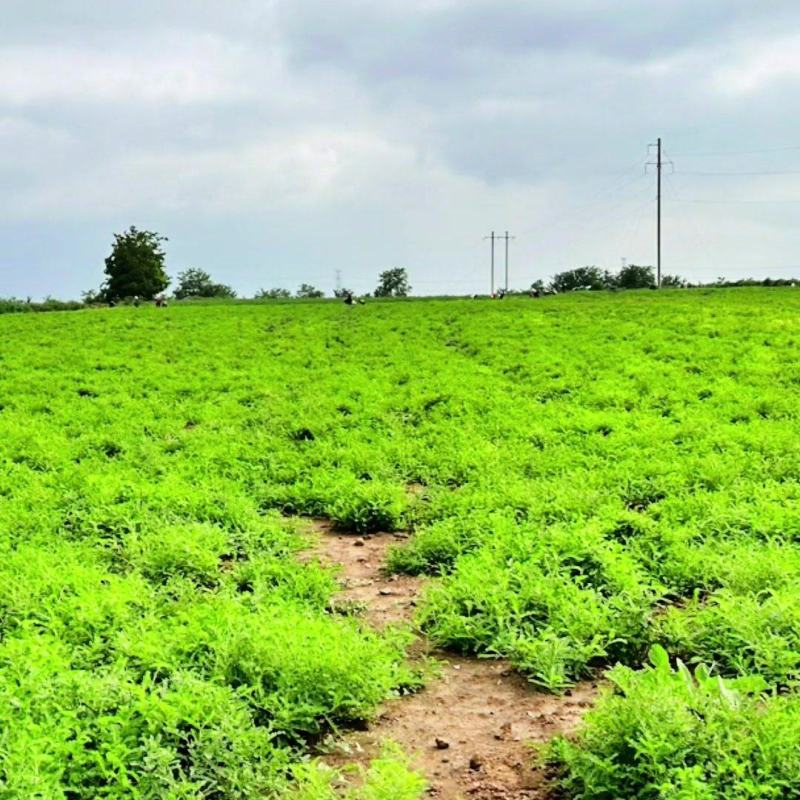 甘肃黄芪鲜货基地直发质量保证货源充足量大优惠欢迎订购