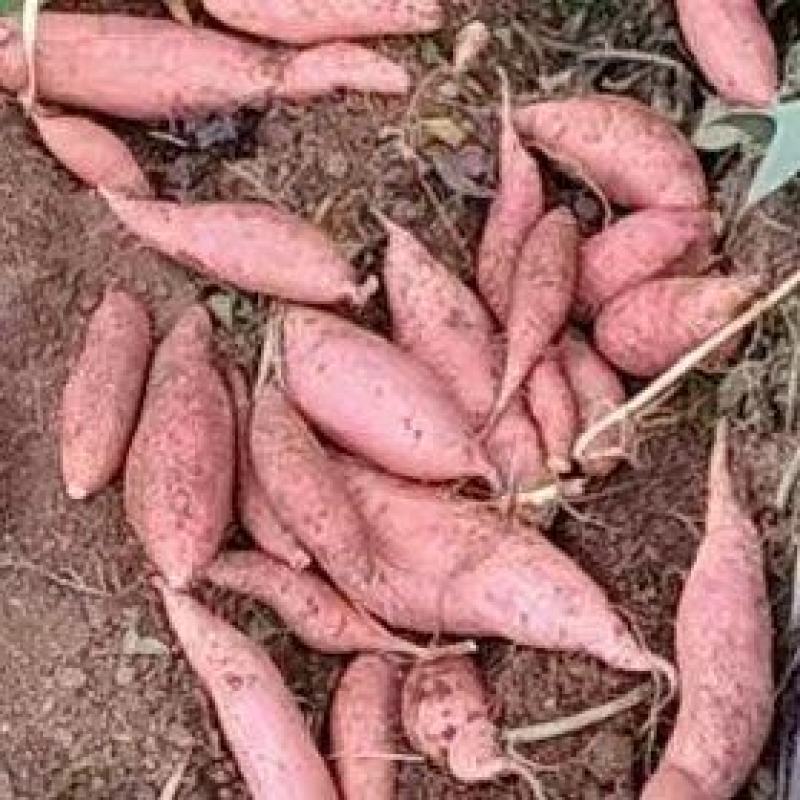 蜜薯红薯黄心烤红薯3两以上基地直供量大从