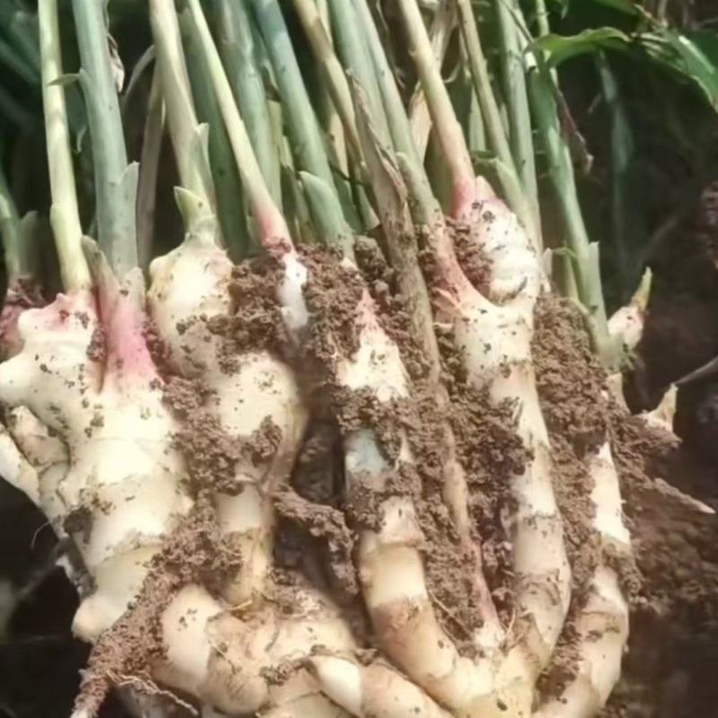 嫩姜山东鲜姜辛辣调味农家现挖黄姜