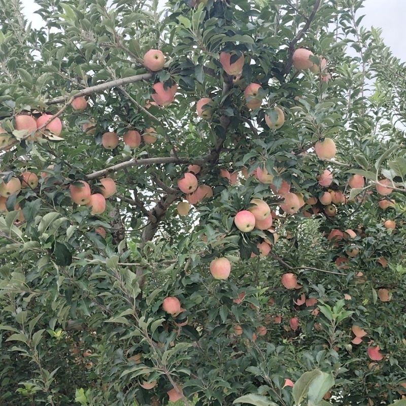 辽宁中秋王苹果大量供应，全国发货，品质保证，诚信经营
